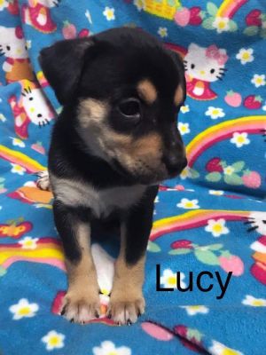 . Lucy .