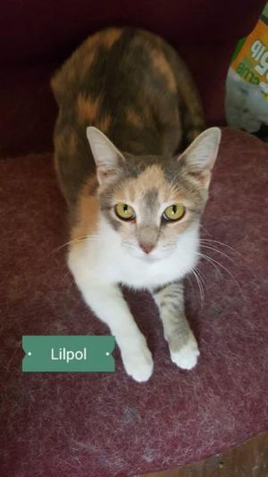 . Lilpol .