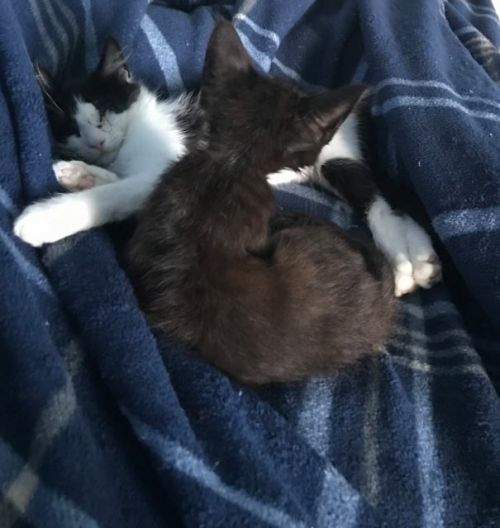 . Pirate & Smokey .