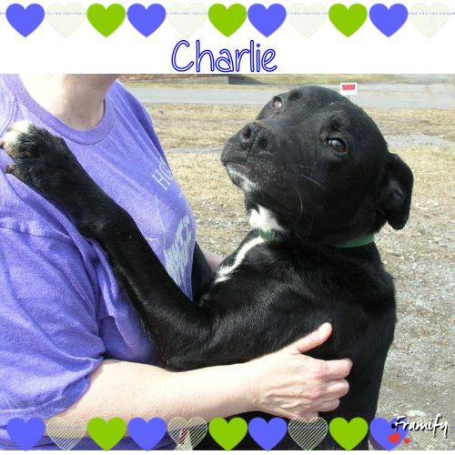 Photo of Charlie