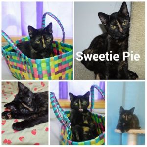 . Sweetie Pie .