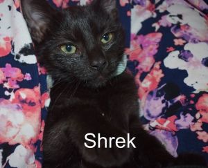 . Shrek .