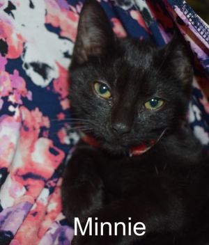 . Mini Minnie .