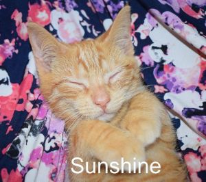 . Sunshine .