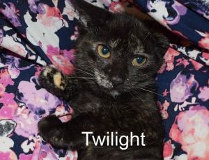 . Twilight .
