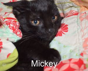 . Mickey .