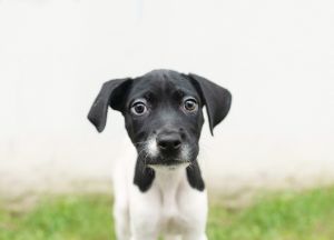 . Luna .