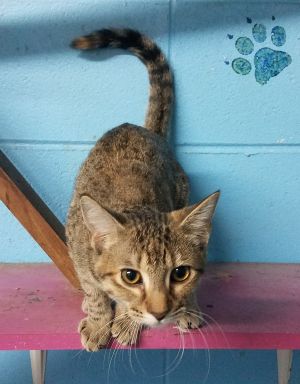 . LuLu .