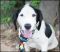 . Doc - Update from Foster Mom .