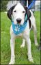 . Doc - Update from Foster Mom .