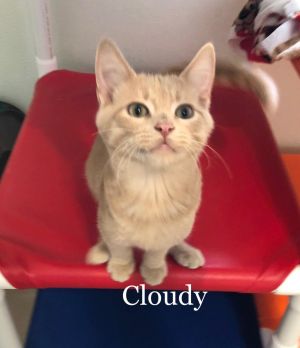 . Cloudy .
