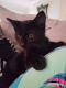 http://photos.petfinder.com/photos/pets/42868523/1/?bust=1538422881&width=60&-pnt.jpg