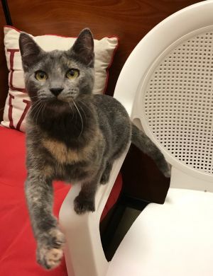 . Duchess .