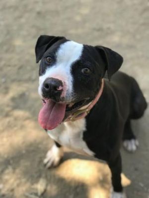 . Dodger .