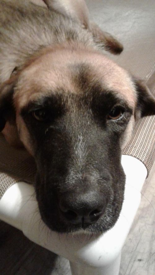 . Mommy dog .
