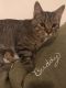 http://photos.petfinder.com/photos/pets/42890285/1/?bust=1538429971&width=60&-pnt.jpg