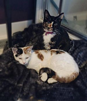 . Calypso & Valerie .