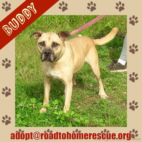 Photo of Buddy