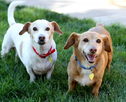 . Ray Ban and Ronin - a wonderful bonded pair! .