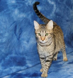 . Tamika is at Petsmart .