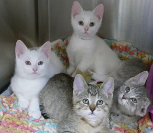 . More Kittens .