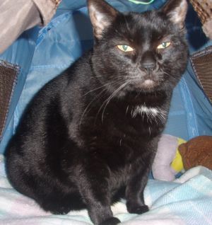 . Blackie .
