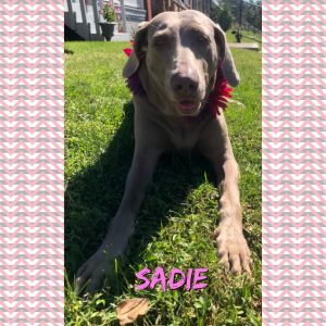 . Sadie .