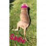 . Sadie .