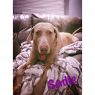 . Sadie .
