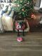 . Rosie- good with kids and cats! .