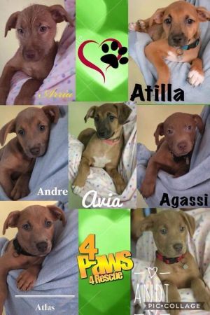 . The A litter .