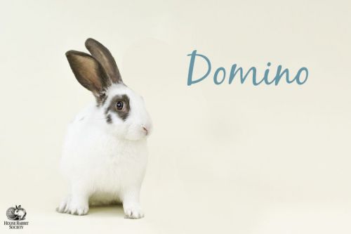 . Domino .