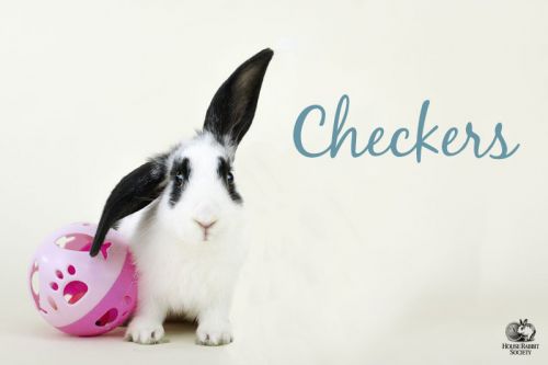 . Checkers .