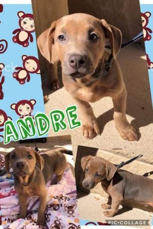 . Andre .