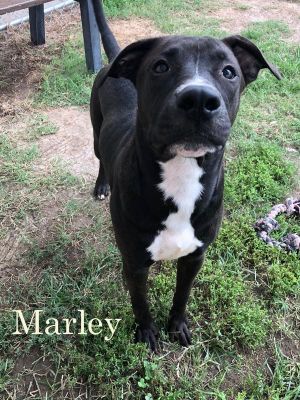 . Marley-P4P dog .
