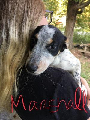 . Marshall .
