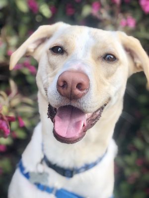 Photo of Churro