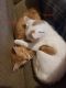 http://photos.petfinder.com/photos/pets/42965840/1/?bust=1539042441&width=60&-pnt.jpg