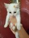 http://photos.petfinder.com/photos/pets/42965860/1/?bust=1539042685&width=60&-pnt.jpg