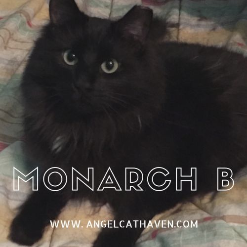 . Monarch B .