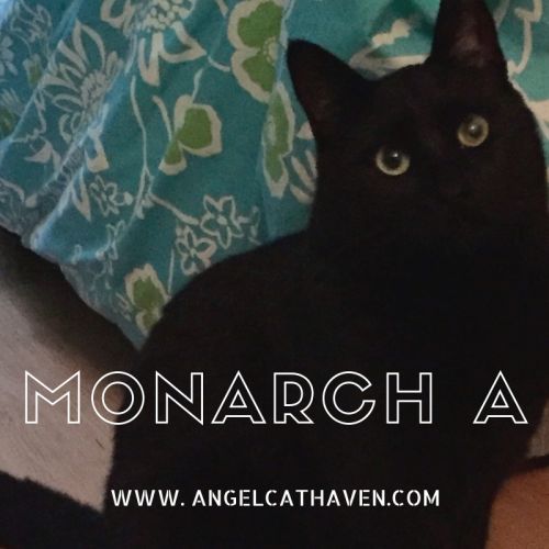 . Monarch A .