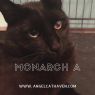 . Monarch A .