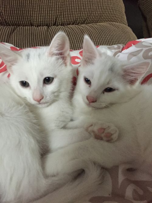 . Michelle's kittens .