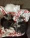 . Michelle's kittens .
