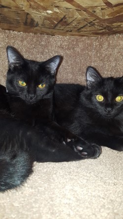 . Piper & Presley .