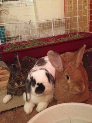 . Penelope, Jasper & Piper .