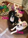. PUPPIES of Aja .