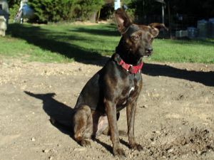 . LADY CATO (so well behaved, I LOVE THIS DOG!!!!!!!!!!!!!!) .