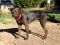 . LADY CATO (so well behaved, I LOVE THIS DOG!!!!!!!!!!!!!!) .
