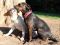 . LADY CATO (so well behaved, I LOVE THIS DOG!!!!!!!!!!!!!!) .